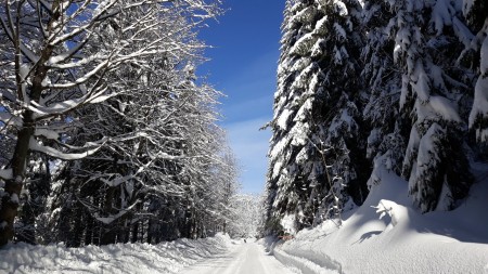 Cesta na Orlické Záhoří